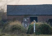 Barn Owl perched on post in front of old fashioned barn barn owl,barn,owl,tyto alba,tyto,alba,evening,white,silent,hunter,prey,predator,searching,search,nocturnal,crepuscular,dawn,dusk,farm,farming,fields,ghost,ghostly,January,Barn-Owl,bird,birds,birds of