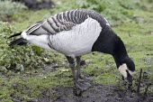 Barnacle Goose grazing on short grass Barnacle Goose,barnacle,goose,Branta leucopsis,branta,leucopsis,geese,black,white,winter,migrant,crops,crop,resident,visitor,wildfowl,farm,famland,agriculture,climate,cold,July,Barnacle-Goose,bird,bir