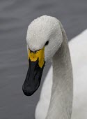 Bewick's Swan captive bird at Martin Mere WWT, Lancashire Bewick's Swan,Bewick's,swan,Bewick,Bewicks,Cygnus columbianus,cygnus,columbianus,winter,visitor,white,bird,wildfowl,migrant,snow,cold,captive,bill,beak,unique,pattern,Bewicks-Swan,birds,swans,water,dr