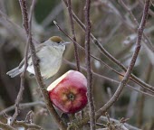 Female Blackcap - Sylvia atricapilla - in winter feeding on apple in urban garden blackcap,black,cap,sylvia atrcapilla,sylvia,atricapilla,garden,winter visitor,winter,visitor,woods,hedge,apple,feed,feeding,territory,territorial,brown head,red apple,red,brown,tree,trees,cold,frost,b