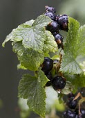 Ripe blackcurrants, Ribes nigrum, wet from recent rain blackcurrant,blackcurrants,ribes,nigrum,berry,water,rain,wet,back,Saxifragales,Grossulariaceae,sweet,summer,spring,bounty,free food,tasty,food,berries,fruit,wild,plant,plants,Plantae,Angiosperms,Angio