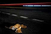 Dead red fox at side of road Fox,dog,wild dog,dead,roadkill,road,traffic,death,mortality,lights,road traffic accident,accident,urban wildlife,roads,lorries,blood,Chordates,Chordata,Mammalia,Mammals,Carnivores,Carnivora,Dog, Coyot