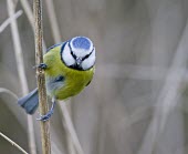 Blue Tit - Cyanistes caeruleus, grasping reed whilst looking for food bluetit,blue,tit,tits,bird,birds,Parus caeruleus,Parus,caeruleus,common,garden,yellow,white,small,feed,feeding,Cyanistes caeruleus,Blue-Tit,adult,negative space,perch,perched,Aves,Birds,Chordates,Chor