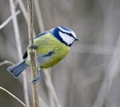 Blue Tit - Cyanistes caeruleus, grasping reed whilst lloking for food bluetit,blue,tit,tits,bird,birds,Parus caeruleus,Parus,caeruleus,common,garden,yellow,white,small,feed,feeding,Cyanistes caeruleus,Blue-Tit,adult,negative space,perch,perched,Aves,Birds,Chordates,Chor