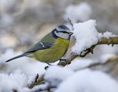 Blue Tit - Cyanistes caeruleus, in branch surrounded by snow bluetit,blue,tit,tits,bird,birds,Parus caeruleus,Parus,caeruleus,common,garden,yellow,white,small,feed,feeding,Cyanistes caeruleus,Blue-Tit,adult,negative space,perch,perched,snow,Aves,Birds,Chordates