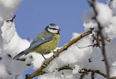 Blue Tit - Cyanistes caeruleus, in branch surrounded by snow bluetit,blue,tit,tits,bird,birds,Parus caeruleus,Parus,caeruleus,common,garden,yellow,white,small,feed,feeding,Cyanistes caeruleus,Blue-Tit,adult,negative space,perch,perched,snow,beautiful,detail,fea