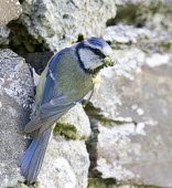 Blue Tit, Cyanistes caeruleus, grasping wall outside nest hole with food in bill bluetit,blue,tit,tits,bird,birds,Parus caeruleus,Parus,caeruleus,common,garden,yellow,white,small,feed,feeding,Cyanistes caeruleus,Blue-Tit,adult,negative space,perch,perched,nesting,nest,caterpillar,