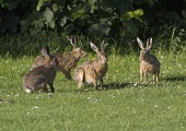 Three male Brown Hare, Lepus europaeus, surrounding female in breeding competition European hare,European brown hare,brown hare,Brown-Hare,Lepus europaeus,hare,hares,mammal,mammals,herbivorous,herbivore,lagomorpha,lagomorph,lagomorphs,leporidae,lepus,declining,threatened,precocial,r