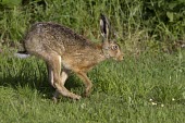 Brown Hare, Lepus europaeus, running from left to right with feet in motion European hare,European brown hare,brown hare,Brown-Hare,Lepus europaeus,hare,hares,mammal,mammals,herbivorous,herbivore,lagomorpha,lagomorph,lagomorphs,leporidae,lepus,declining,threatened,precocial,r