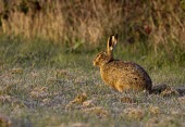 Brown Hare, Lepus europaeus, sat in dew heavy grass in early morning sunlight European hare,European brown hare,brown hare,Brown-Hare,Lepus europaeus,hare,hares,mammal,mammals,herbivorous,herbivore,lagomorpha,lagomorph,lagomorphs,leporidae,lepus,declining,threatened,precocial,r