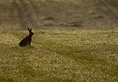 Brown Hare, Lepus europaeus, in field with dew heavy grass in early morning light European hare,European brown hare,brown hare,Brown-Hare,Lepus europaeus,hare,hares,mammal,mammals,herbivorous,herbivore,lagomorpha,lagomorph,lagomorphs,leporidae,lepus,declining,threatened,precocial,r