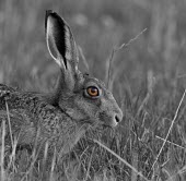 Brown Hare, Lepus europaeus, black and white with selective colour on orange eye European hare,European brown hare,brown hare,Brown-Hare,Lepus europaeus,hare,hares,mammal,mammals,herbivorous,herbivore,lagomorpha,lagomorph,lagomorphs,leporidae,lepus,declining,threatened,precocial,r