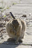 Brown Hare, Lepus europaeus, grooming and folding ear to mouth European hare,European brown hare,brown hare,Brown-Hare,Lepus europaeus,hare,hares,mammal,mammals,herbivorous,herbivore,lagomorpha,lagomorph,lagomorphs,leporidae,lepus,declining,threatened,precocial,r