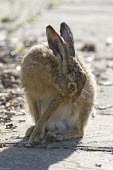 Brown Hare, Lepus europaeus, groming with head to left side European hare,European brown hare,brown hare,Brown-Hare,Lepus europaeus,hare,hares,mammal,mammals,herbivorous,herbivore,lagomorpha,lagomorph,lagomorphs,leporidae,lepus,declining,threatened,precocial,r