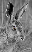 Brown Hare, Lepus europaeus, black and white close up of head with selective eye colour European hare,European brown hare,brown hare,Brown-Hare,Lepus europaeus,hare,hares,mammal,mammals,herbivorous,herbivore,lagomorpha,lagomorph,lagomorphs,leporidae,lepus,declining,threatened,precocial,r