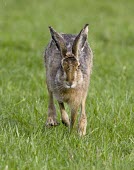 Brown Hare, Lepus europaeus, running head on view European hare,European brown hare,brown hare,Brown-Hare,Lepus europaeus,hare,hares,mammal,mammals,herbivorous,herbivore,lagomorpha,lagomorph,lagomorphs,leporidae,lepus,declining,threatened,precocial,r