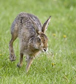 Brown Hare, Lepus europaeus, running from left to right European hare,European brown hare,brown hare,Brown-Hare,Lepus europaeus,hare,hares,mammal,mammals,herbivorous,herbivore,lagomorpha,lagomorph,lagomorphs,leporidae,lepus,declining,threatened,precocial,r