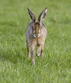 Brown Hare, Lepus europaeus, head on running toward viewer with fore leg extended European hare,European brown hare,brown hare,Brown-Hare,Lepus europaeus,hare,hares,mammal,mammals,herbivorous,herbivore,lagomorpha,lagomorph,lagomorphs,leporidae,lepus,declining,threatened,precocial,r