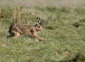 Brown Hare, Lepus europaeus, running at full speed from left to right on moorland European hare,European brown hare,brown hare,Brown-Hare,Lepus europaeus,hare,hares,mammal,mammals,herbivorous,herbivore,lagomorpha,lagomorph,lagomorphs,leporidae,lepus,declining,threatened,precocial,r