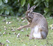 Brown Hare, Lepus europaeus, grooming with leg extended European hare,European brown hare,brown hare,Brown-Hare,Lepus europaeus,hare,hares,mammal,mammals,herbivorous,herbivore,lagomorpha,lagomorph,lagomorphs,leporidae,lepus,declining,threatened,precocial,r