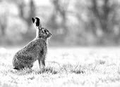 Brown Hare, Lepus europaeus, side view profile in black and white European hare,European brown hare,brown hare,Brown-Hare,Lepus europaeus,hare,hares,mammal,mammals,herbivorous,herbivore,lagomorpha,lagomorph,lagomorphs,leporidae,lepus,declining,threatened,precocial,r