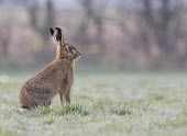 Brown Hare, Lepus europaeus, side profile in heavy dew on a cold morning European hare,European brown hare,brown hare,Brown-Hare,Lepus europaeus,hare,hares,mammal,mammals,herbivorous,herbivore,lagomorpha,lagomorph,lagomorphs,leporidae,lepus,declining,threatened,precocial,r