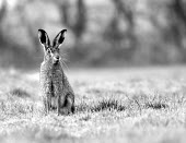 Brown Hare, Lepus europaeus, sat in dew laden grass in black and white European hare,European brown hare,brown hare,Brown-Hare,Lepus europaeus,hare,hares,mammal,mammals,herbivorous,herbivore,lagomorpha,lagomorph,lagomorphs,leporidae,lepus,declining,threatened,precocial,r