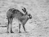 Brown Hare, Lepus europaeus, stretching in black and white European hare,European brown hare,brown hare,Brown-Hare,Lepus europaeus,hare,hares,mammal,mammals,herbivorous,herbivore,lagomorpha,lagomorph,lagomorphs,leporidae,lepus,declining,threatened,precocial,r