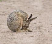Brown Hare, Lepus europaeus, tucked into a ball European hare,European brown hare,brown hare,Brown-Hare,Lepus europaeus,hare,hares,mammal,mammals,herbivorous,herbivore,lagomorpha,lagomorph,lagomorphs,leporidae,lepus,declining,threatened,precocial,r