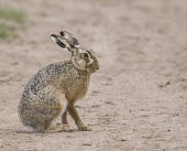 Brown Hare, Lepus europaeus, side view on dusty or sandy track European hare,European brown hare,brown hare,Brown-Hare,Lepus europaeus,hare,hares,mammal,mammals,herbivorous,herbivore,lagomorpha,lagomorph,lagomorphs,leporidae,lepus,declining,threatened,precocial,r