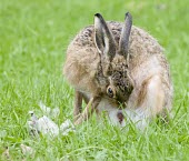 Brown Hare, Lepus europaeus, displaying coprophagic behaviour European hare,European brown hare,brown hare,Brown-Hare,Lepus europaeus,hare,hares,mammal,mammals,herbivorous,herbivore,lagomorpha,lagomorph,lagomorphs,leporidae,lepus,declining,threatened,precocial,r