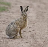 Brown Hare, Lepus europaeus, sat on sandy track European hare,European brown hare,brown hare,Brown-Hare,Lepus europaeus,hare,hares,mammal,mammals,herbivorous,herbivore,lagomorpha,lagomorph,lagomorphs,leporidae,lepus,declining,threatened,precocial,r