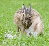 Brown Hare, Lepus europaeus, displaying coprophagic behaviour European hare,European brown hare,brown hare,Brown-Hare,Lepus europaeus,hare,hares,mammal,mammals,herbivorous,herbivore,lagomorpha,lagomorph,lagomorphs,leporidae,lepus,declining,threatened,precocial,r