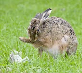 Brown Hare, Lepus europaeus, grooming fore leg European hare,European brown hare,brown hare,Brown-Hare,Lepus europaeus,hare,hares,mammal,mammals,herbivorous,herbivore,lagomorpha,lagomorph,lagomorphs,leporidae,lepus,declining,threatened,precocial,r