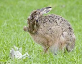 Brown Hare, Lepus europaeus, grooming with leg against face European hare,European brown hare,brown hare,Brown-Hare,Lepus europaeus,hare,hares,mammal,mammals,herbivorous,herbivore,lagomorpha,lagomorph,lagomorphs,leporidae,lepus,declining,threatened,precocial,r