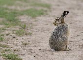 Brown Hare, Lepus europaeus, sat looking over shoulder European hare,European brown hare,brown hare,Brown-Hare,Lepus europaeus,hare,hares,mammal,mammals,herbivorous,herbivore,lagomorpha,lagomorph,lagomorphs,leporidae,lepus,declining,threatened,precocial,r