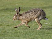 Side view of Brown Hare, Lepus europaeus, running with front legs off the ground European hare,European brown hare,brown hare,Brown-Hare,Lepus europaeus,hare,hares,mammal,mammals,herbivorous,herbivore,lagomorpha,lagomorph,lagomorphs,leporidae,lepus,declining,threatened,precocial,r