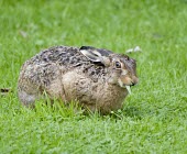 Brown Hare, Lepus europaeus,with blade of grass in mouth European hare,European brown hare,brown hare,Brown-Hare,Lepus europaeus,hare,hares,mammal,mammals,herbivorous,herbivore,lagomorpha,lagomorph,lagomorphs,leporidae,lepus,declining,threatened,precocial,r