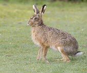 Side view of Brown Hare, Lepus europaeus sitting with ears raised European hare,European brown hare,brown hare,Brown-Hare,Lepus europaeus,hare,hares,mammal,mammals,herbivorous,herbivore,lagomorpha,lagomorph,lagomorphs,leporidae,lepus,declining,threatened,precocial,r