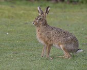 Side view of Brown Hare, Lepus europaeus sitting in dew wet grass looking alert European hare,European brown hare,brown hare,Brown-Hare,Lepus europaeus,hare,hares,mammal,mammals,herbivorous,herbivore,lagomorpha,lagomorph,lagomorphs,leporidae,lepus,declining,threatened,precocial,r