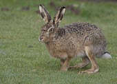 Side view of one Brown Hare, Lepus europaeus, crouching in dew wet grass European hare,European brown hare,brown hare,Brown-Hare,Lepus europaeus,hare,hares,mammal,mammals,herbivorous,herbivore,lagomorpha,lagomorph,lagomorphs,leporidae,lepus,declining,threatened,precocial,r