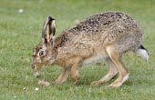Side view of Brown Hare, Lepus europaeus. sniffing the ground with one front leg raised European hare,European brown hare,brown hare,Brown-Hare,Lepus europaeus,hare,hares,mammal,mammals,herbivorous,herbivore,lagomorpha,lagomorph,lagomorphs,leporidae,lepus,declining,threatened,precocial,r