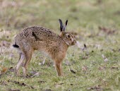 Side view of Brown Hare, Lepus europaeus, stretching after rising from sitting position European hare,European brown hare,brown hare,Brown-Hare,Lepus europaeus,hare,hares,mammal,mammals,herbivorous,herbivore,lagomorpha,lagomorph,lagomorphs,leporidae,lepus,declining,threatened,precocial,r