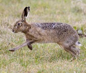 Side view of Brown Hare, Lepus europaeus, running across dew wet grass with front feet raised off the ground European hare,European brown hare,brown hare,Brown-Hare,Lepus europaeus,hare,hares,mammal,mammals,herbivorous,herbivore,lagomorpha,lagomorph,lagomorphs,leporidae,lepus,declining,threatened,precocial,r