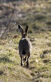 Rear view of Brown Hare, Lepus europaeus, running along a footpath away from the viewer European hare,European brown hare,brown hare,Brown-Hare,Lepus europaeus,hare,hares,mammal,mammals,herbivorous,herbivore,lagomorpha,lagomorph,lagomorphs,leporidae,lepus,declining,threatened,precocial,r
