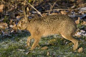 Side view of Brown Hare, Lepus europaeus, walking with eye in focus but feet blurred in motion European hare,European brown hare,brown hare,Brown-Hare,Lepus europaeus,hare,hares,mammal,mammals,herbivorous,herbivore,lagomorpha,lagomorph,lagomorphs,leporidae,lepus,declining,threatened,precocial,r