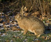 Side view of Brown Hare, Lepus europaeus, sat in frosty grass with some snow on the ground European hare,European brown hare,brown hare,Brown-Hare,Lepus europaeus,hare,hares,mammal,mammals,herbivorous,herbivore,lagomorpha,lagomorph,lagomorphs,leporidae,lepus,declining,threatened,precocial,r