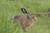 Young Brown Hare, Lepus europaeus, sat on ground slightly obscured by grass European hare,European brown hare,brown hare,Brown-Hare,Lepus europaeus,hare,hares,mammal,mammals,herbivorous,herbivore,lagomorpha,lagomorph,lagomorphs,leporidae,lepus,declining,threatened,precocial,r