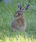 Brown Hare, Lepus europaeus, leveret face on with head turned to the side European hare,European brown hare,brown hare,Brown-Hare,Lepus europaeus,hare,hares,mammal,mammals,herbivorous,herbivore,lagomorpha,lagomorph,lagomorphs,leporidae,lepus,declining,threatened,precocial,r