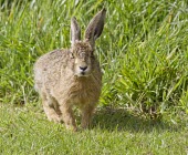 Brown Hare, Lepus europaeus, leveret looking directly at view and displaying fluffy new coat European hare,European brown hare,brown hare,Brown-Hare,Lepus europaeus,hare,hares,mammal,mammals,herbivorous,herbivore,lagomorpha,lagomorph,lagomorphs,leporidae,lepus,declining,threatened,precocial,r